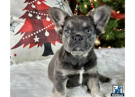 a french bulldog dog sitting in the snow